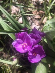 Tradescantia ernestiana