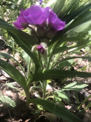 Tradescantia ernestiana