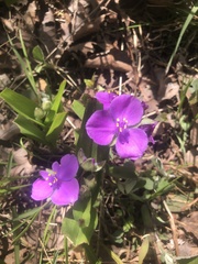 Tradescantia ernestiana