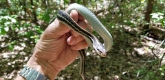 Thamnophis sirtalis annectens