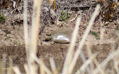 Apalone spinifera emoryi