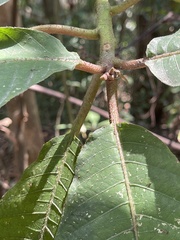 Saurauia tristyla
