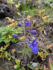 Delphinium decorum decorum