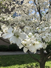 Cornus