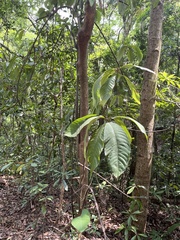 Saurauia tristyla