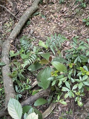 Saurauia tristyla