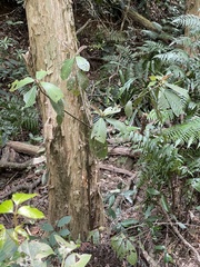 Saurauia tristyla