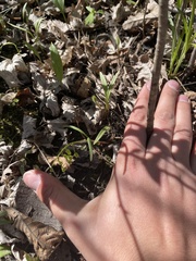 Floerkea proserpinacoides