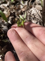 Floerkea proserpinacoides