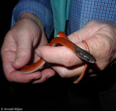 Oxyrhopus melanogenys