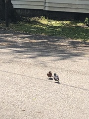 Turdus migratorius