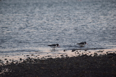 Haematopus ostralegus