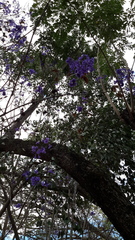 Jacaranda obtusifolia