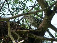 Campylorhynchus nuchalis