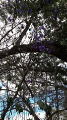 Jacaranda obtusifolia