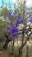 Jacaranda obtusifolia
