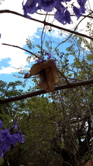 Jacaranda obtusifolia