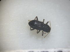 Microcylloepus