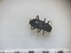 Microcylloepus