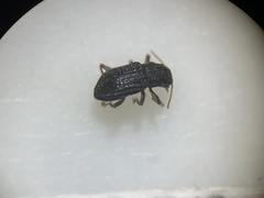 Microcylloepus