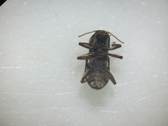 Microcylloepus