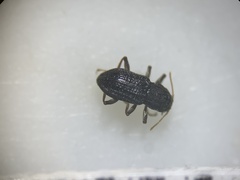 Microcylloepus