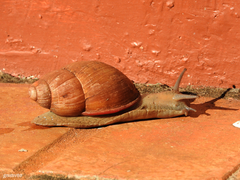 Megalobulimus oblongus