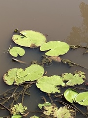 Nymphoides indica