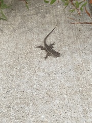 Sceloporus occidentalis