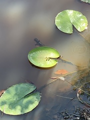 Nymphoides indica