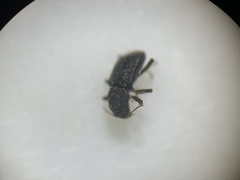 Microcylloepus