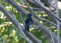 Saucerottia saucerottei