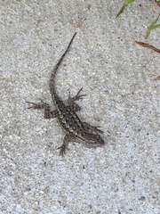 Sceloporus occidentalis
