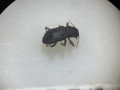 Microcylloepus