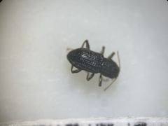 Microcylloepus