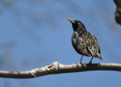 Sturnus vulgaris