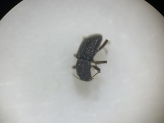 Microcylloepus