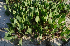 Lepidium cartilagineum