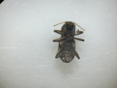 Microcylloepus