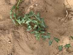 Angiospermae