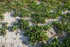 Lepidium cartilagineum