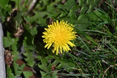 Taraxacum officinale