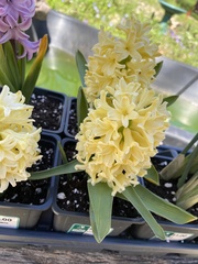 Hyacinthus