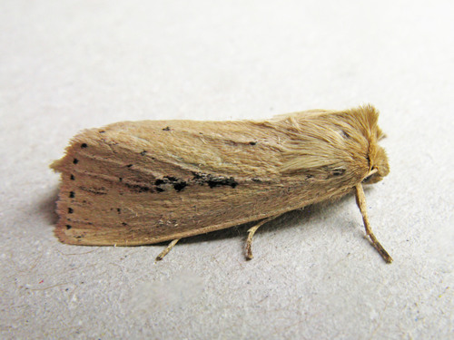 Webb's Wainscot, photo 9 of 9