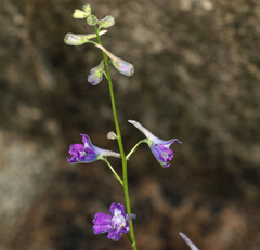 Delphinium polycladon