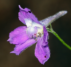 Delphinium polycladon