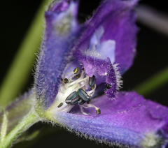 Delphinium polycladon