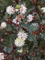 Mimosa sprengelii