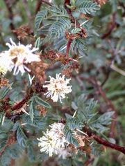 Mimosa sprengelii