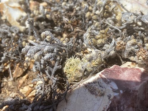 Pelecyphora minima
